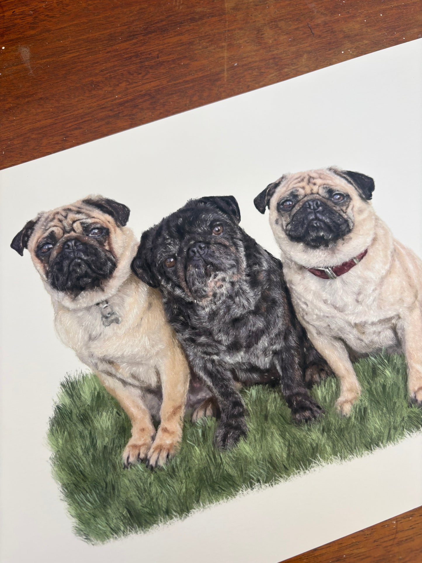 Three pugs sitting together on a grassy patch with a wooden surface below. A digitally drawn portrait of three dogs then printed on quality card