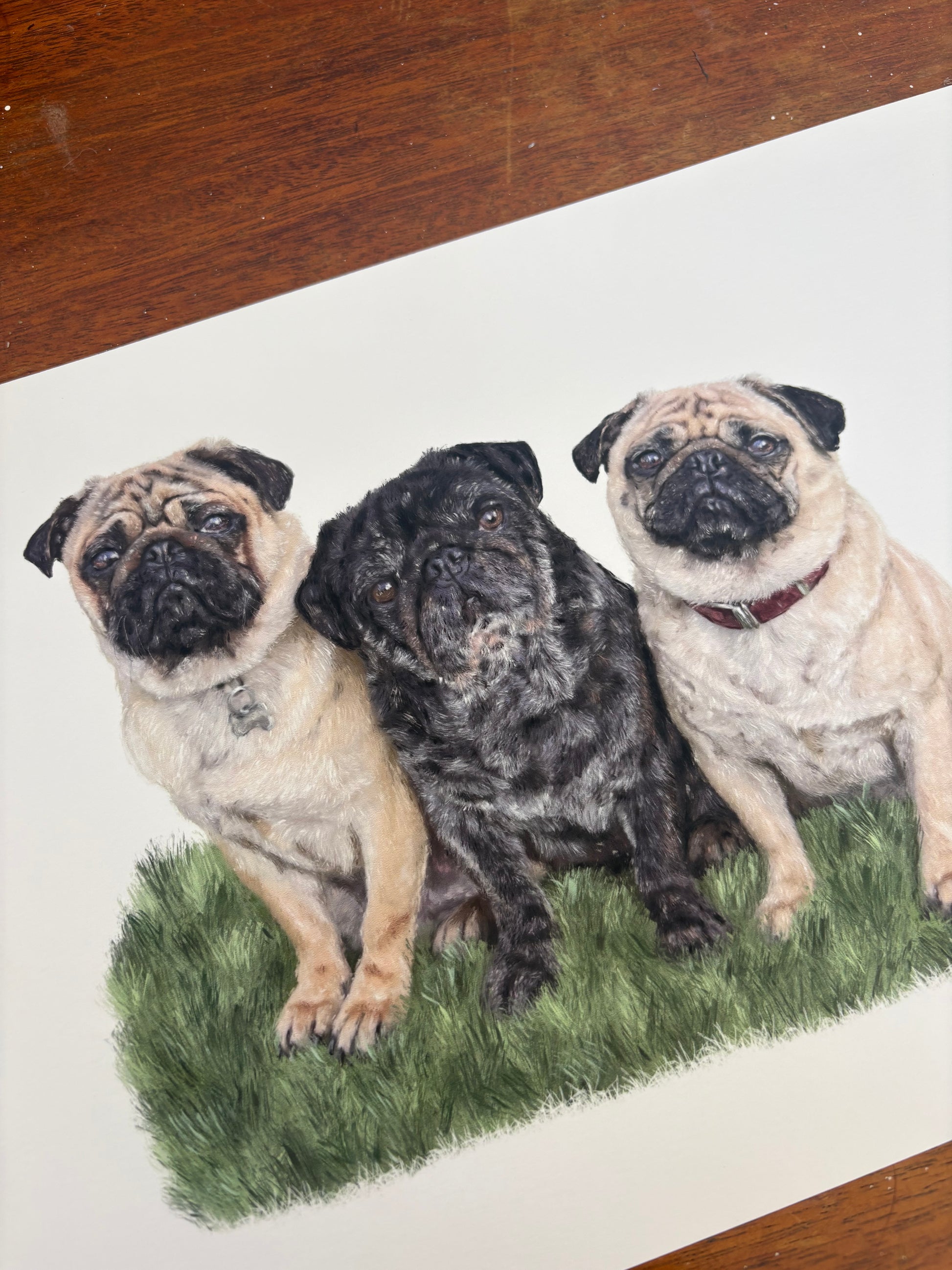 Three pugs sitting together on a grassy patch with a wooden surface below. A digitally drawn portrait of three dogs then printed on quality card